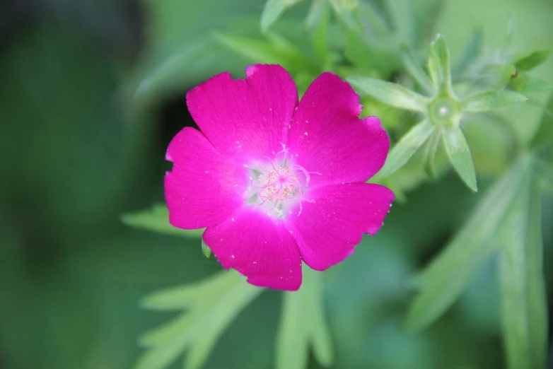 a close up image of the center of a pink flower