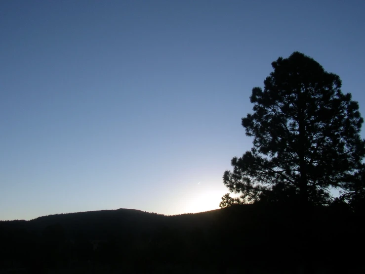 a large tree silhouetted against the setting sun