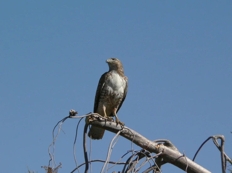 the bird is perched on top of a dead tree nch