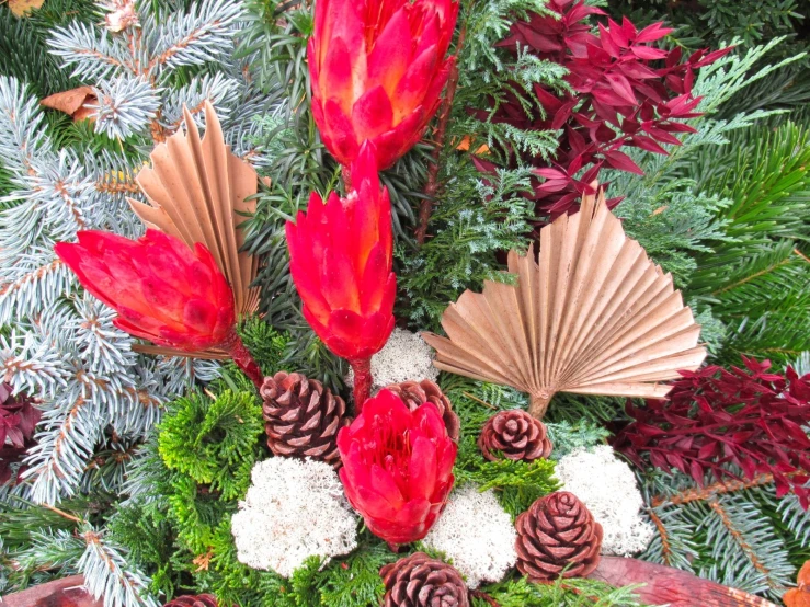 various types of flowers and pinecones surrounded by evergreens