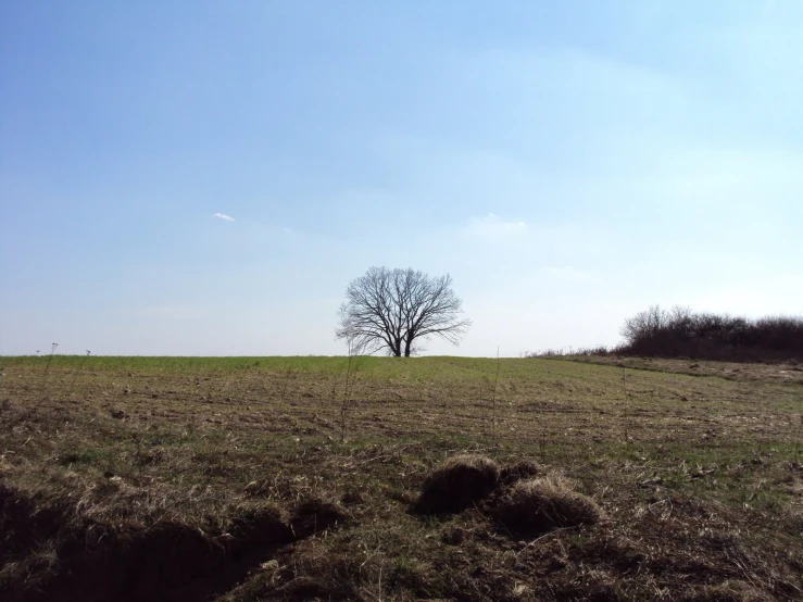 a lone tree stands alone in a field