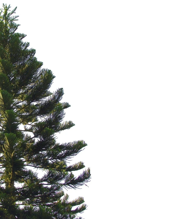 a tree is seen against the white background