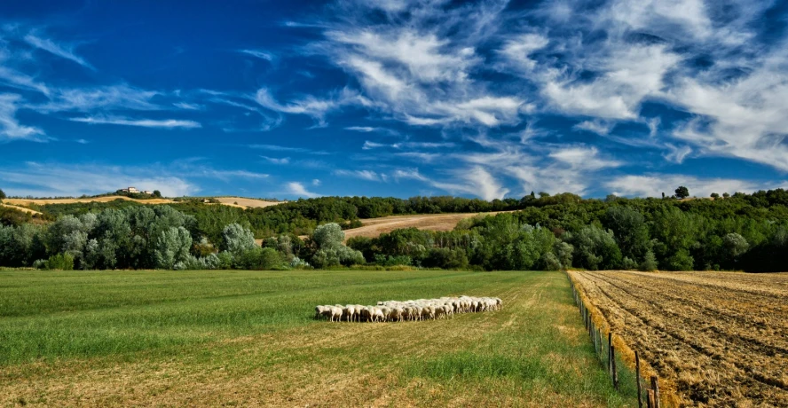 a group of sheep graze in a large open field