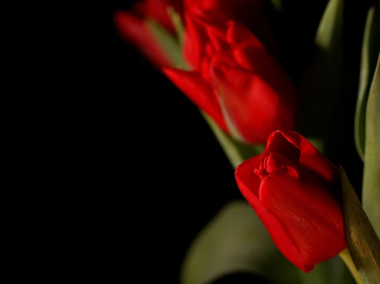 the two flower heads are almost the same height