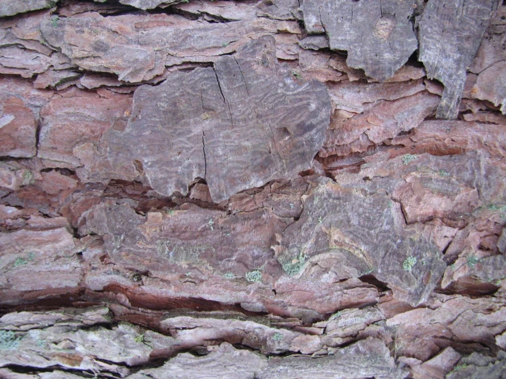 a closeup of the bark of a tree showing a few green bumps