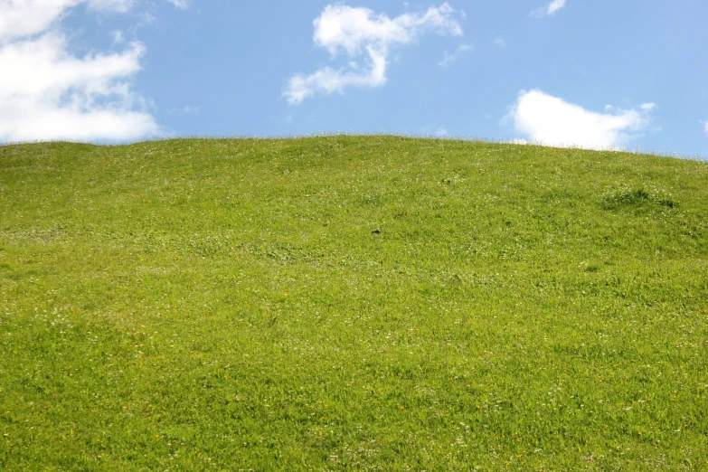 green grass with blue sky in the background