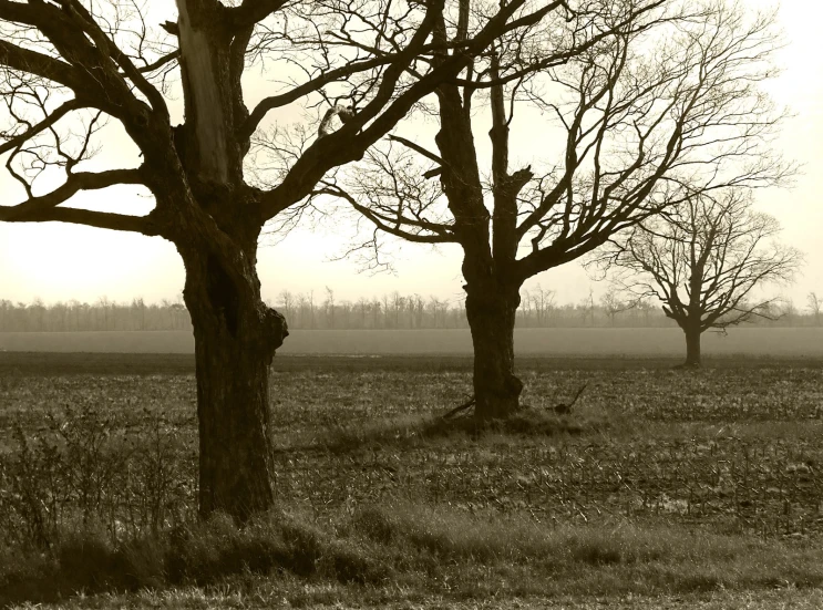 a pair of bare trees in an open area