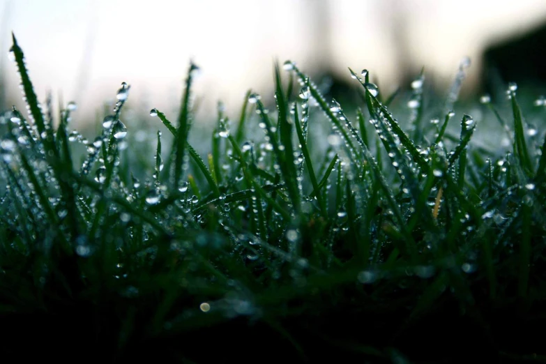some water drops on a grass plant outside