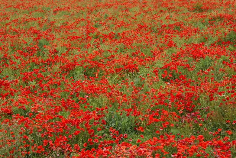 a field with red flowers of various colors