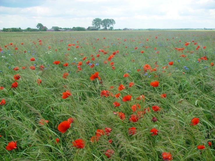 some red flowers on a grass field