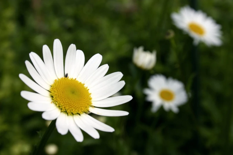 small white and yellow flowers stand in the grass