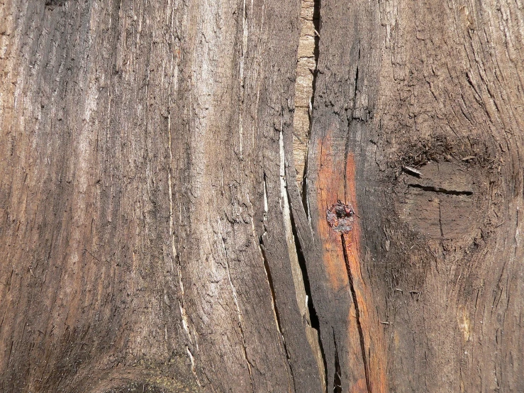 close up view of the bark on a tree stump