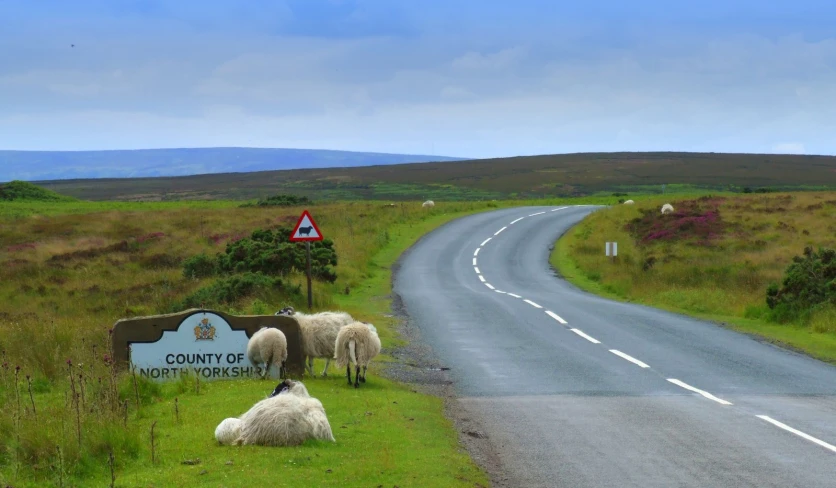 three sheep are sitting by the road with a sign