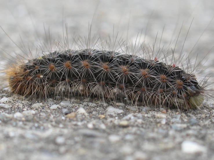 close up view of an insect that is curled up on the ground