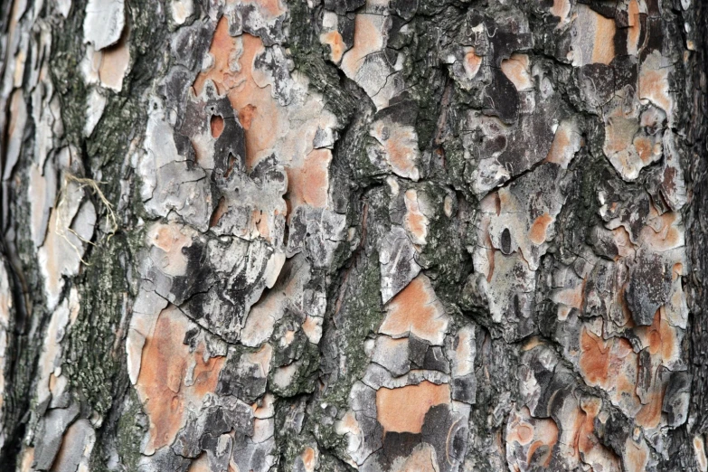 a close up view of a tree trunk showing the bark