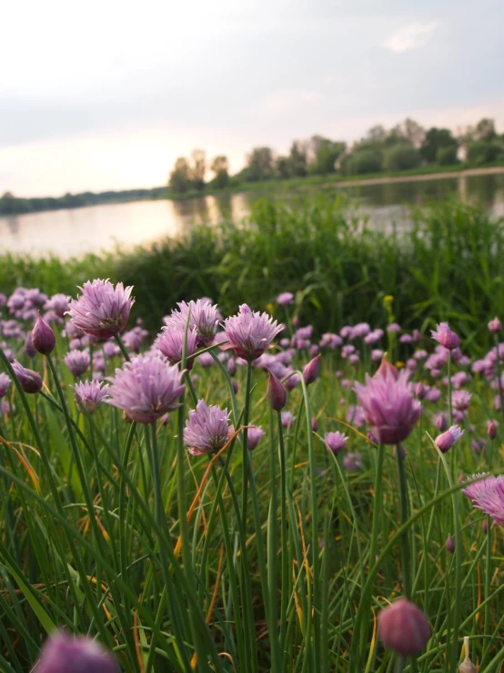 there are many purple flowers blooming in this field