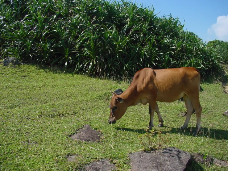 the horse is grazing in the meadow beside the bushes