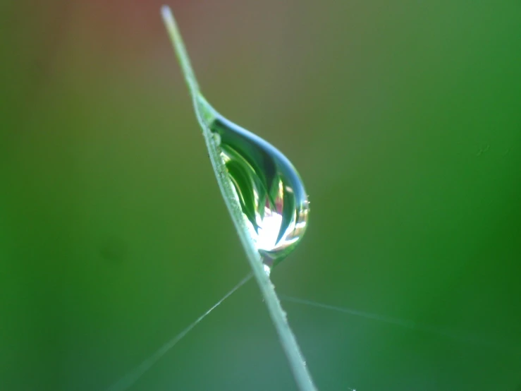 a drop of water hanging from a leaf on the stem