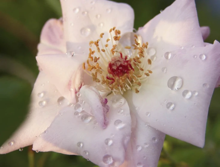 an image of some very pretty flowers in the rain