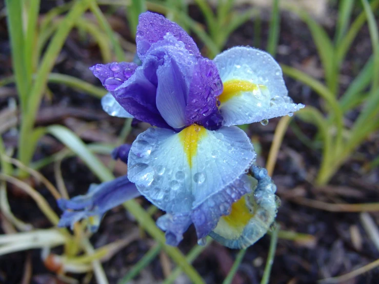 some pretty purple flowers with yellow center and water droplets