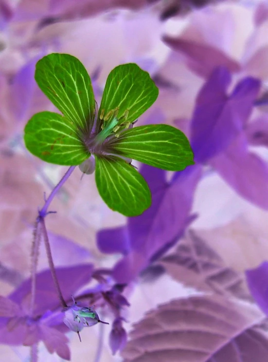 a leaf and flower in the picture is shown