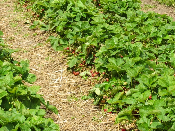 several fruits that are in the bushes and straw