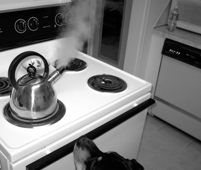 dog looks at a kettle being boiling on an electric stove