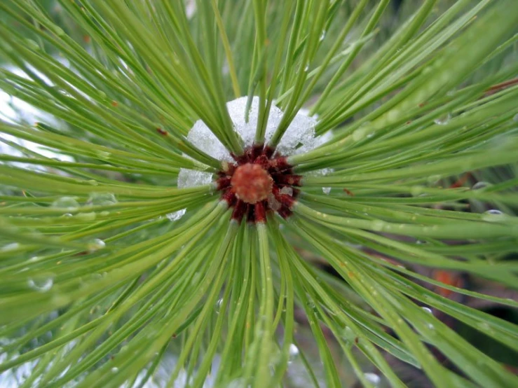 a close up of a pine tree's needles, with leaves and drops of water