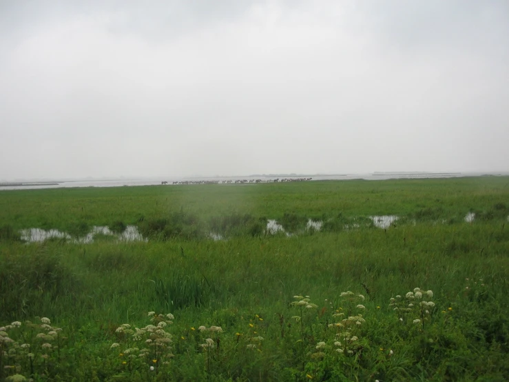 a field filled with lots of green grass under a cloudy sky