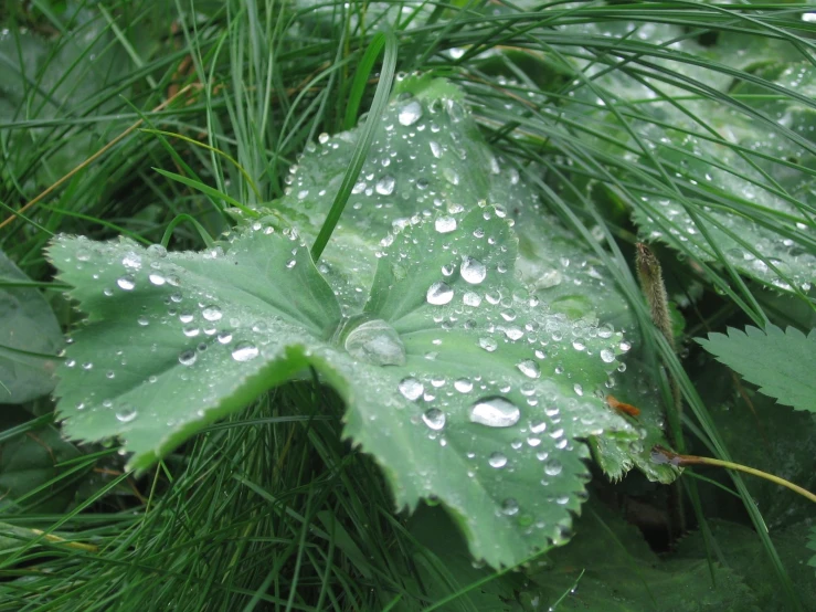 a green leaf with water droplets sitting on it