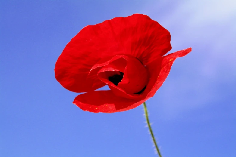 there is a red flower in the center of a blue sky