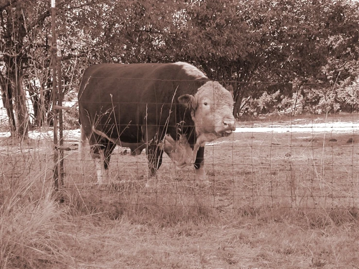 a cow that is standing in the grass