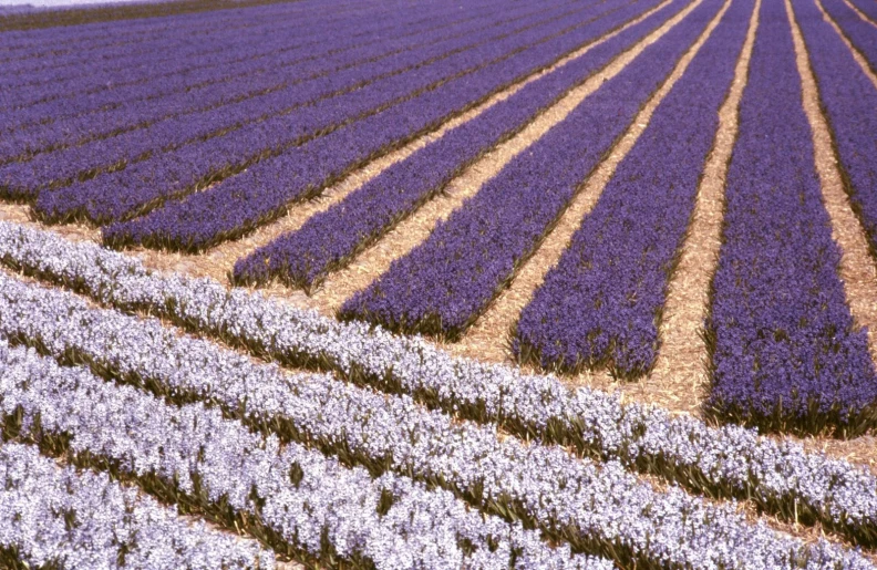purple flowers are in rows near each other