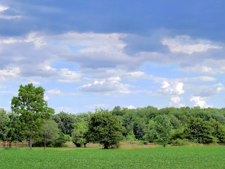 some clouds are above the trees and grass