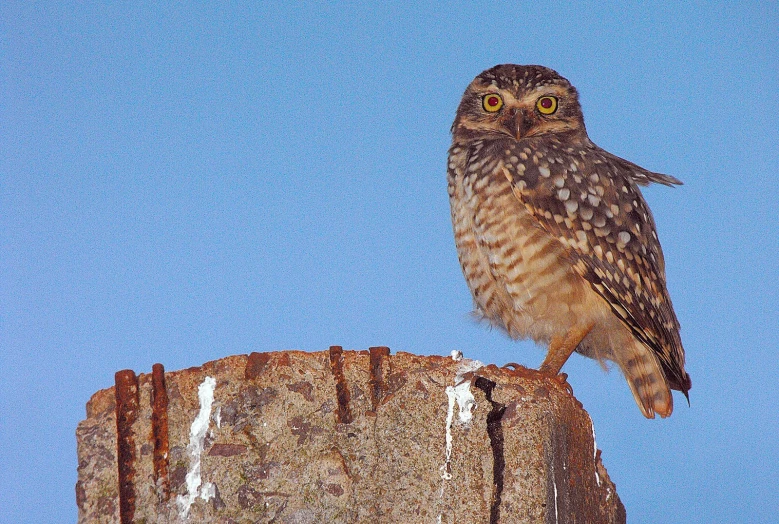 a small owl sits on a post with a sky background