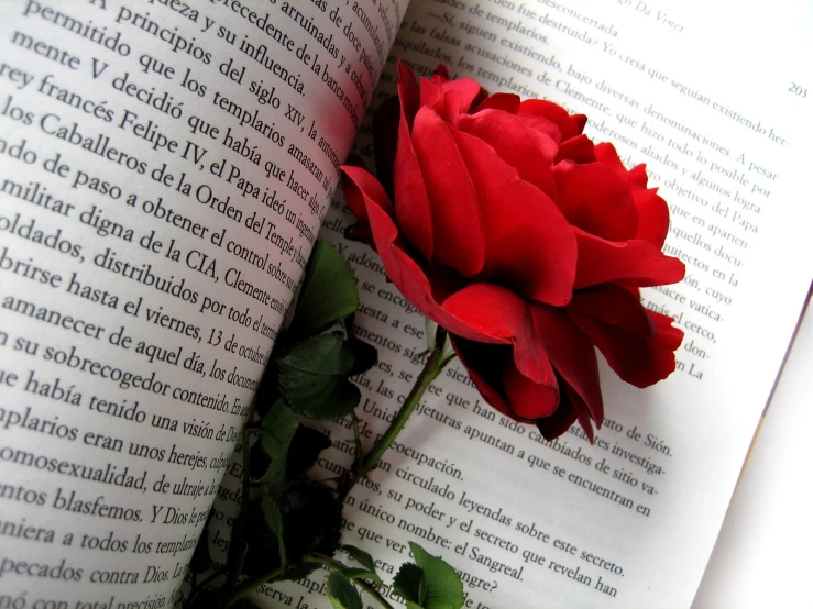 a single red rose is placed on the page of an open book