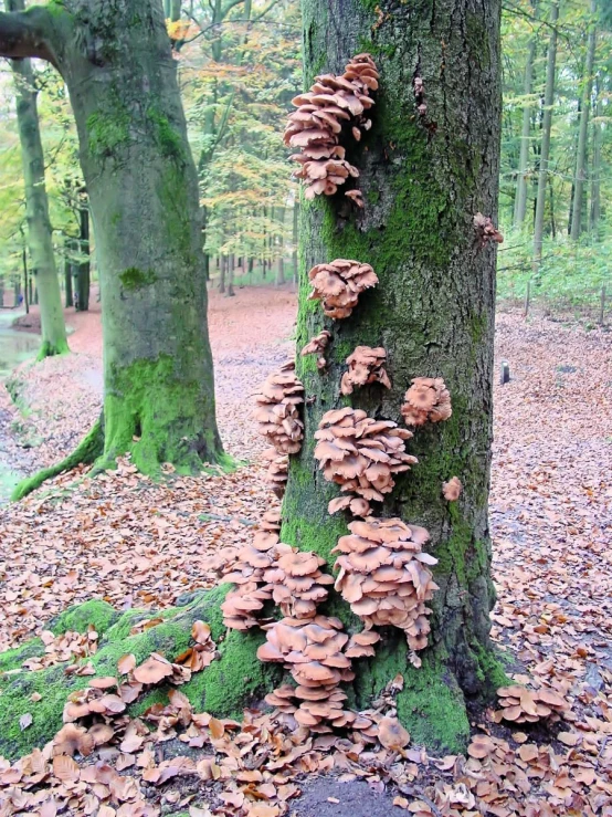 a group of mushrooms growing out of the bark of a tree