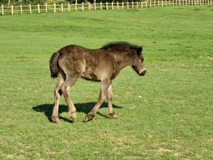 a small horse is in the grass outside