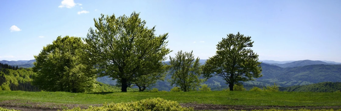 a grassy field with trees near mountains