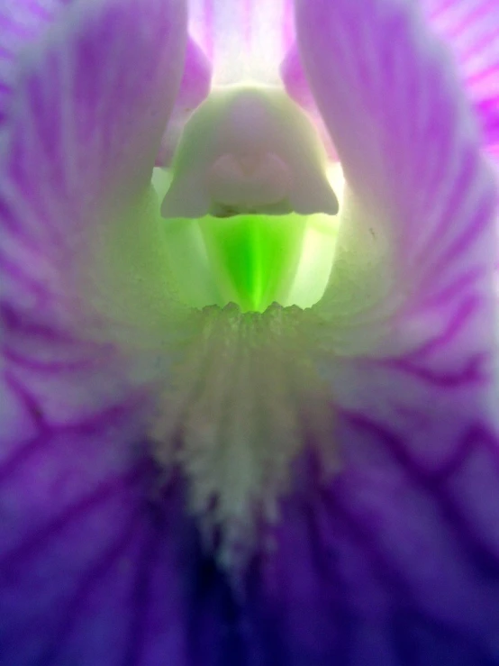 purple and green flower with white tips and yellow stamen