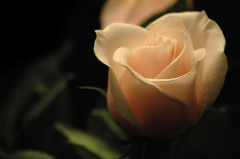 a close up of a flower with an abstract background