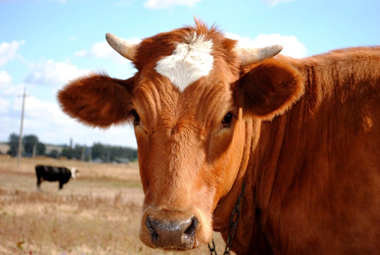 a close up of a cow on the field