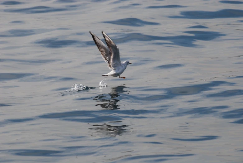 a white and grey sea bird flying over water