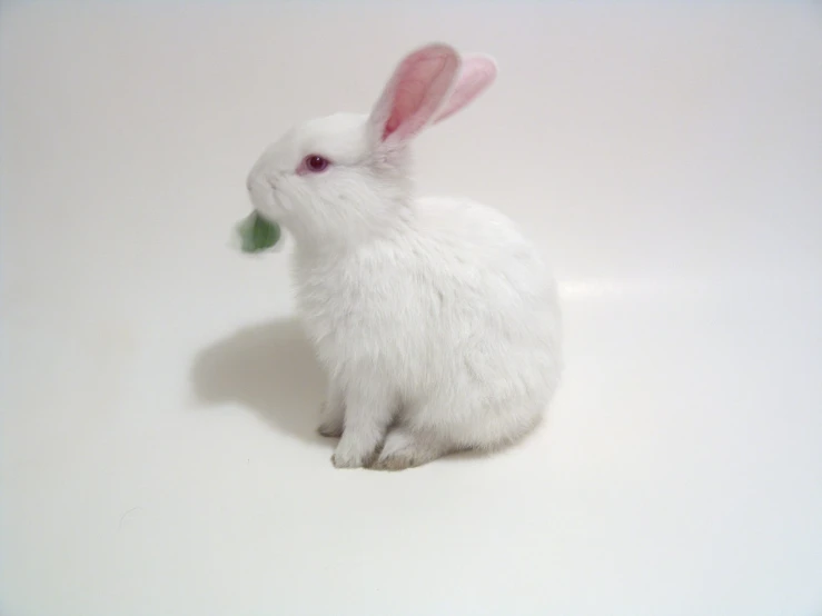 a white stuffed rabbit sitting on a white surface