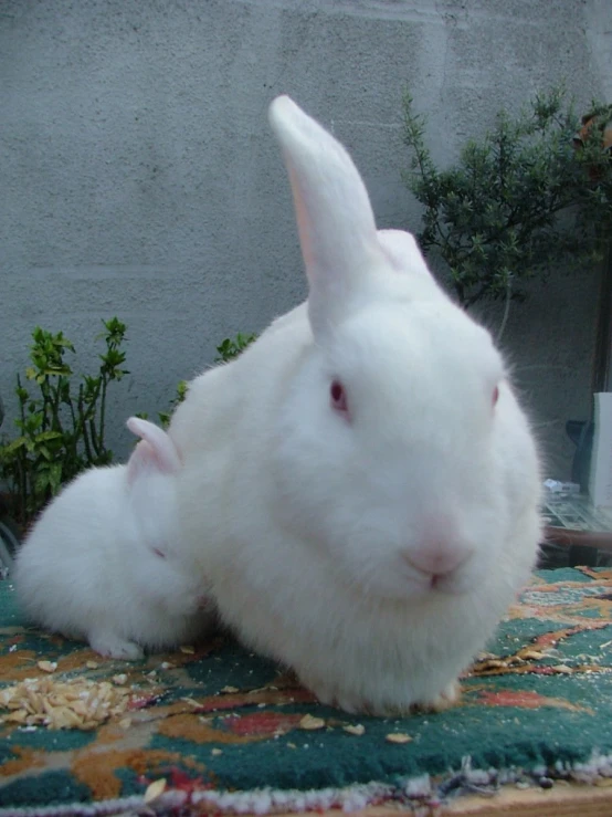 two white rabbits sitting on top of a rug