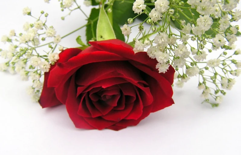 a single rose surrounded by flowers and green leaves