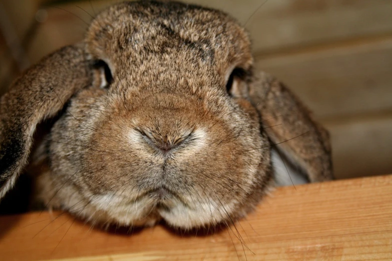 a close up of a very cute rabbit