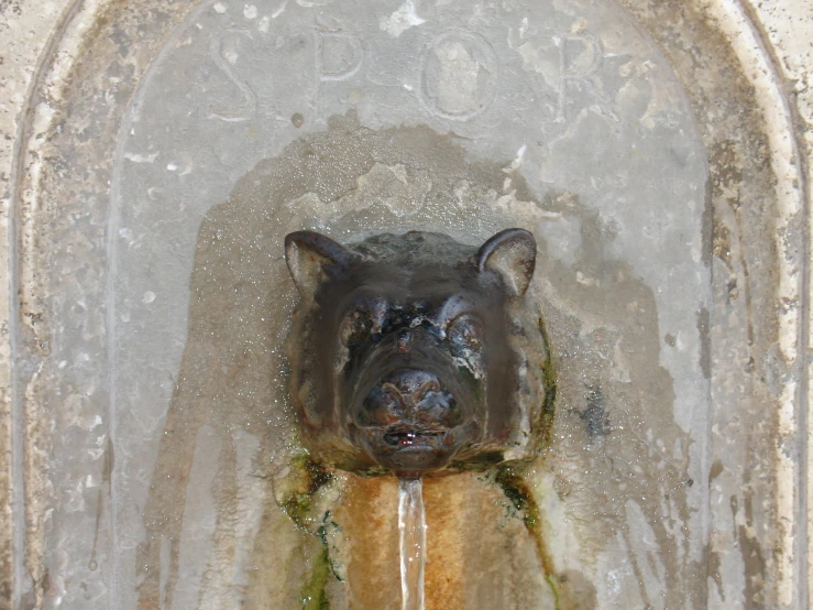 a close up of a water fountain head