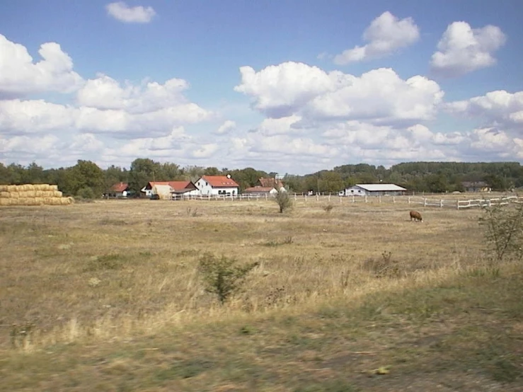 a small cow is walking in the open field