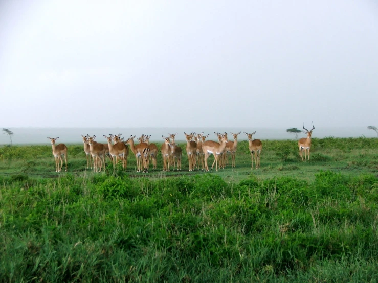 a herd of antelope stands in a grassy field